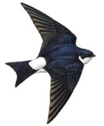 House Martin