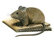 House Mouse