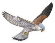 Kestrel