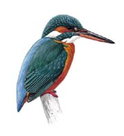 Kingfisher