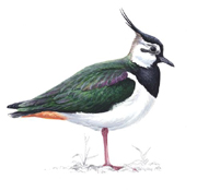 Lapwing