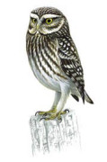 Little Owl