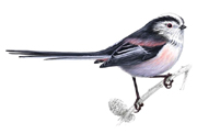 Long Tailed Tit