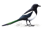 Magpie