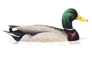 Mallard