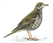Mistle Thrush