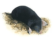 Mole