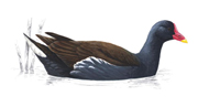 Moorhen