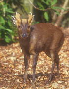 Muntjac