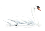 Mute Swan
