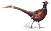 Pheasant