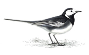 Pied Wagtail