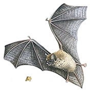 Pipistrelle Bat