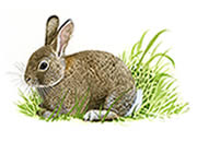 Rabbit