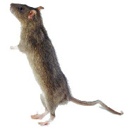 Rat