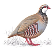 Red Legged Partridge