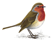 Robin