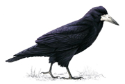 Rook