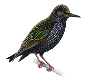 Starling