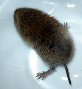 Vole