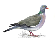 Wood Pigeon